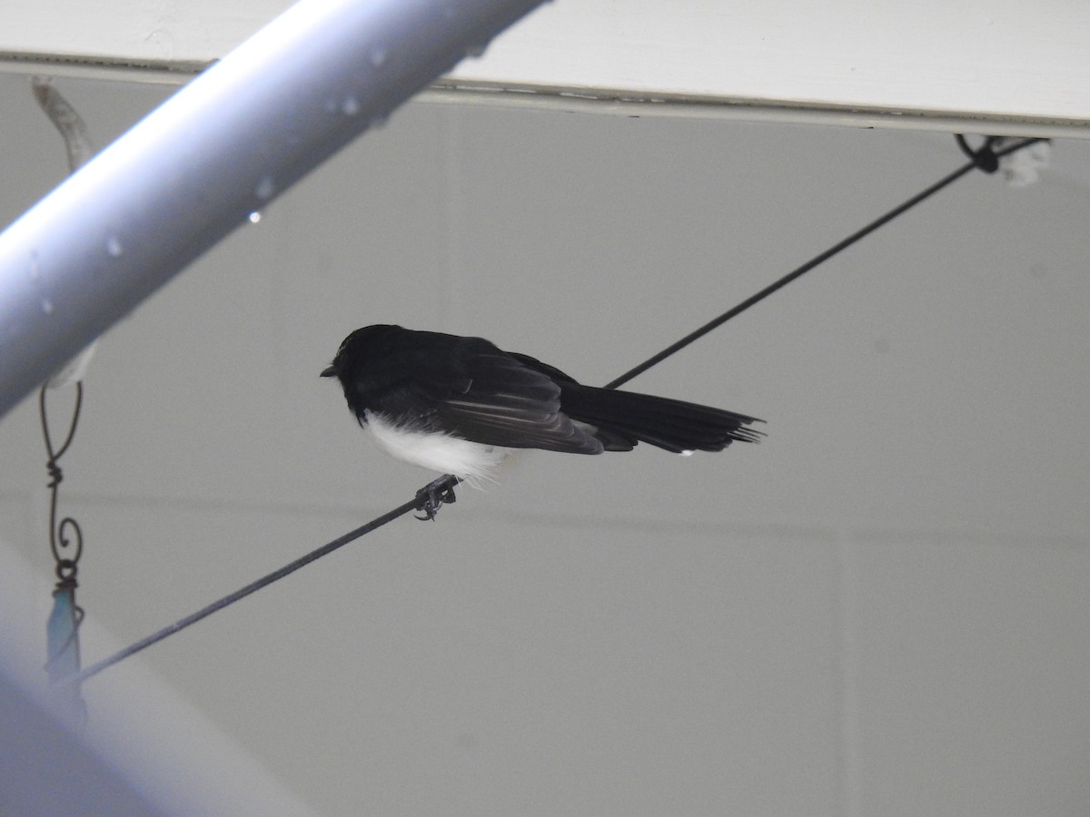Willie-wagtail - ML618841917