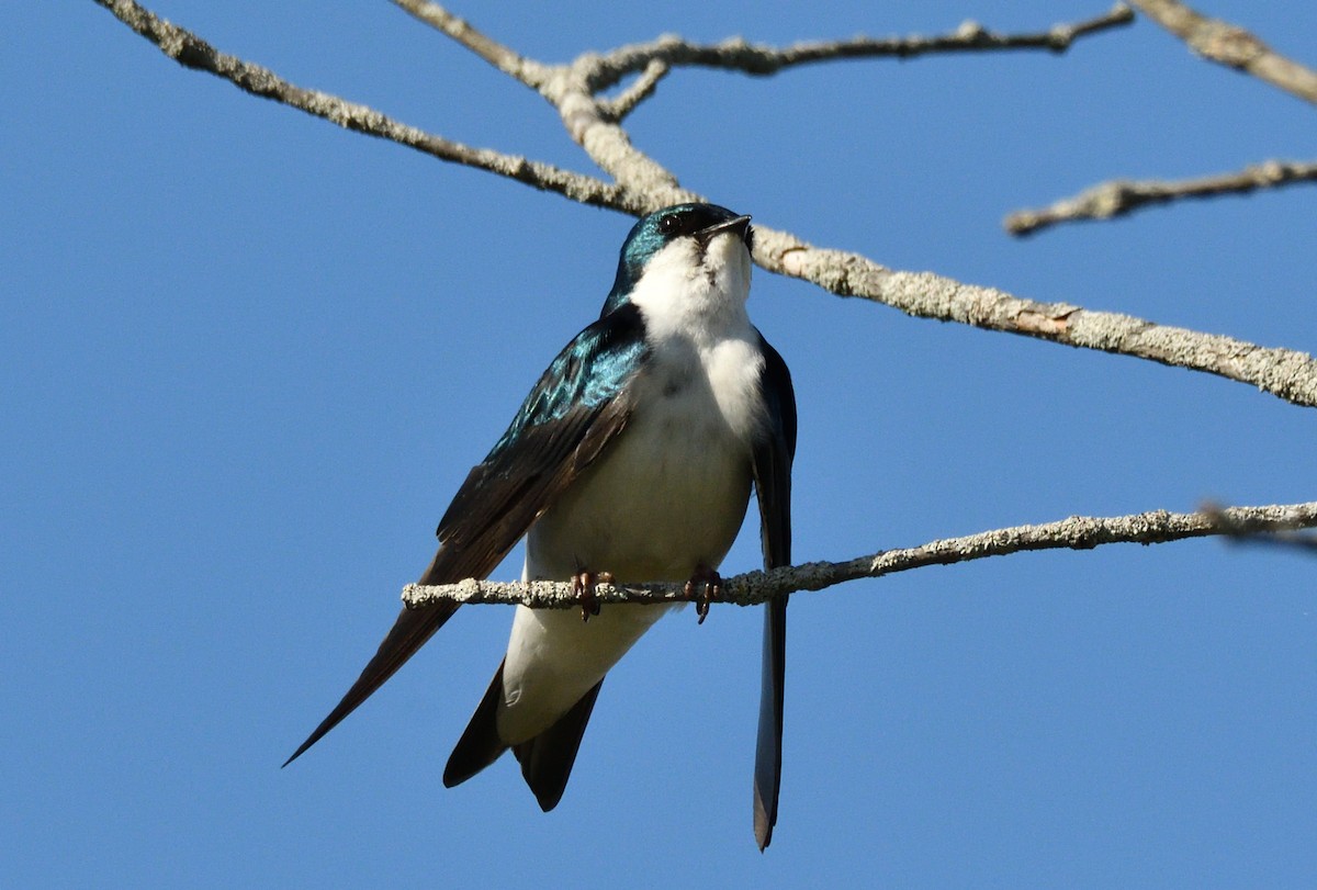 Tree Swallow - BPQ Bird_Protection_Quebec