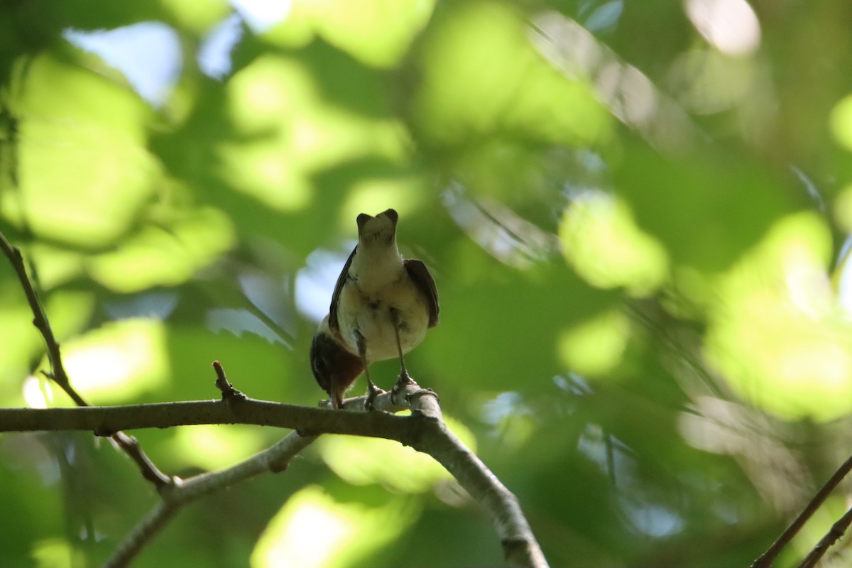 Bay-breasted Warbler - John Keegan