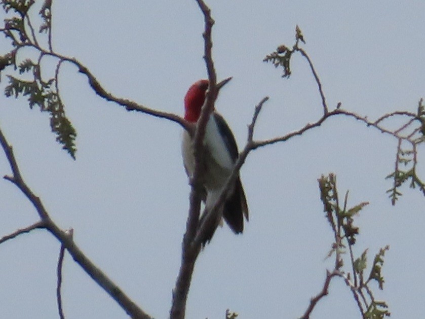 Red-headed Woodpecker - Carter Dorscht