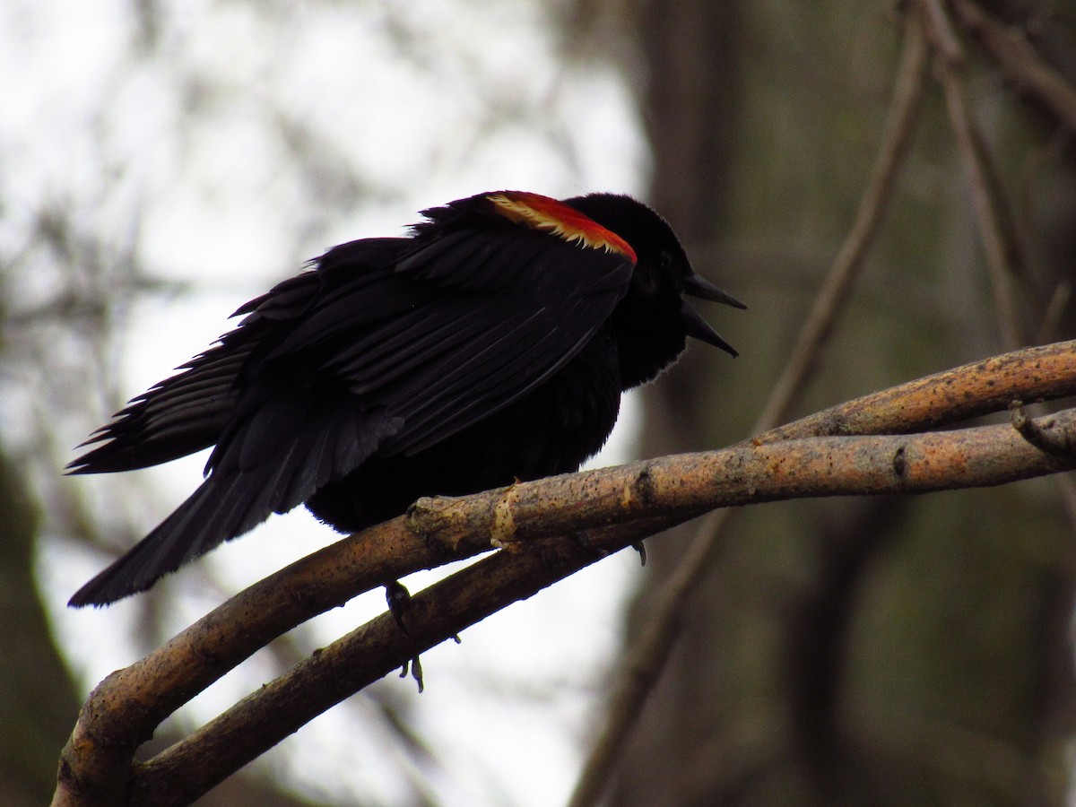 Red-winged Blackbird - Alyssa Gruda