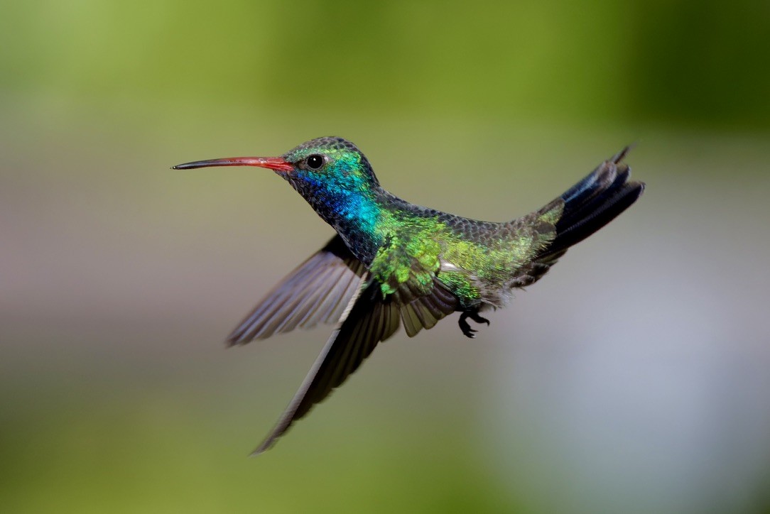 Broad-billed Hummingbird - Haim Weizman