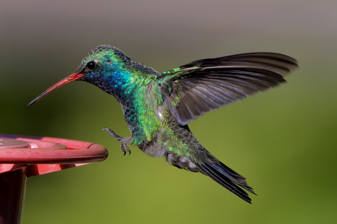 Broad-billed Hummingbird - Haim Weizman