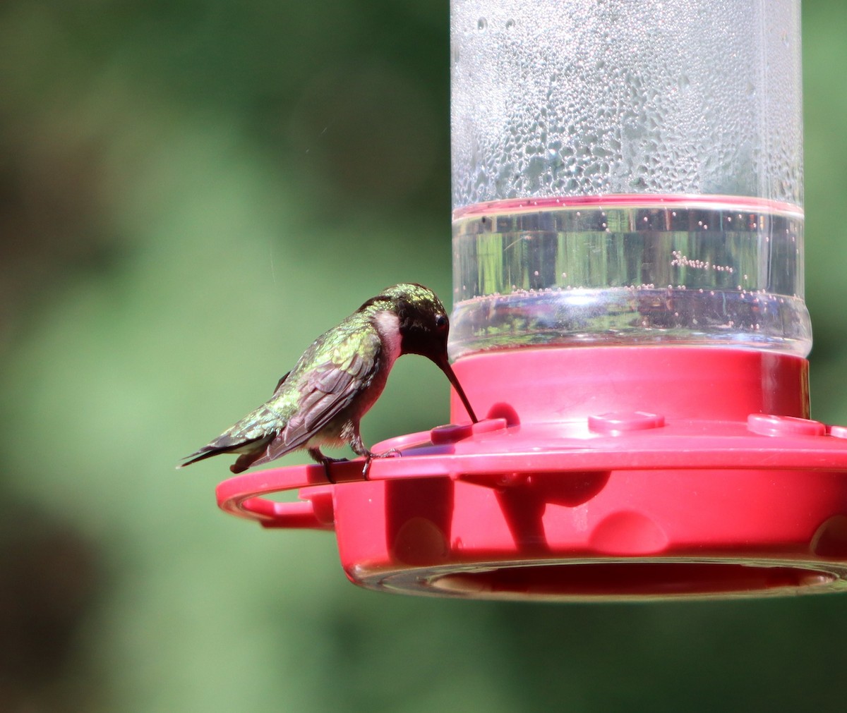Ruby-throated Hummingbird - ML618842072