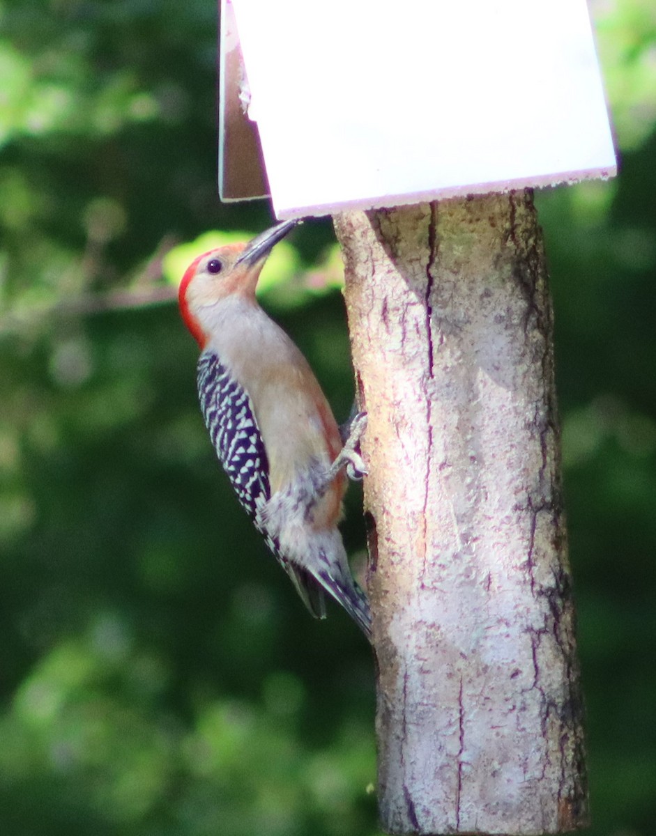Red-bellied Woodpecker - David Self