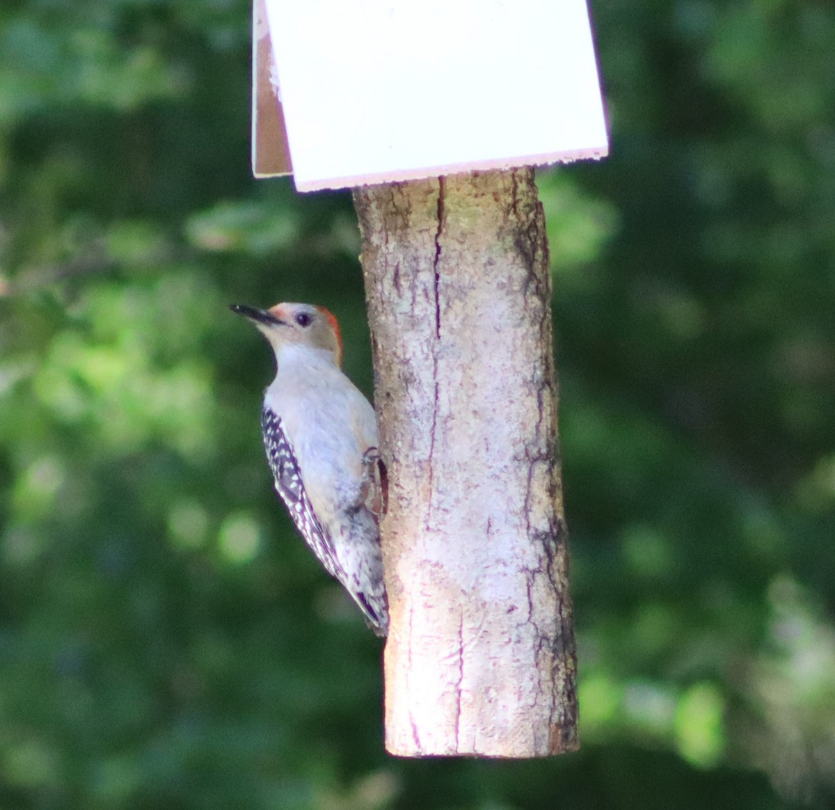 Red-bellied Woodpecker - ML618842081
