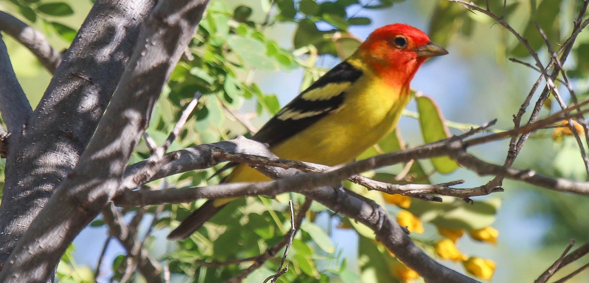 Western Tanager - ML618842158