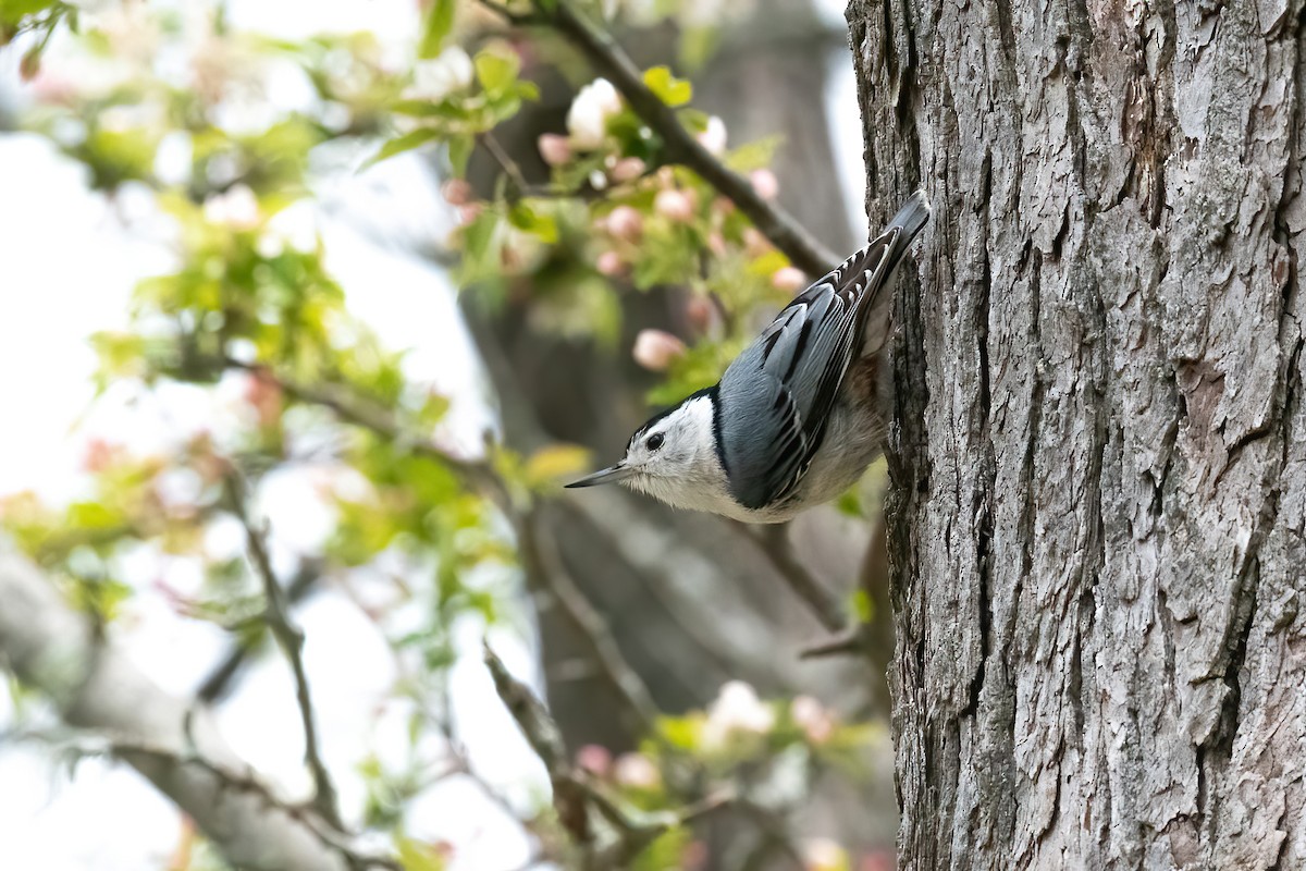 White-breasted Nuthatch - Kelly Leap