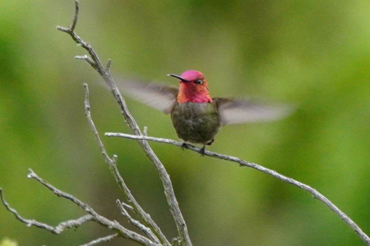 Anna's Hummingbird - ML618842190