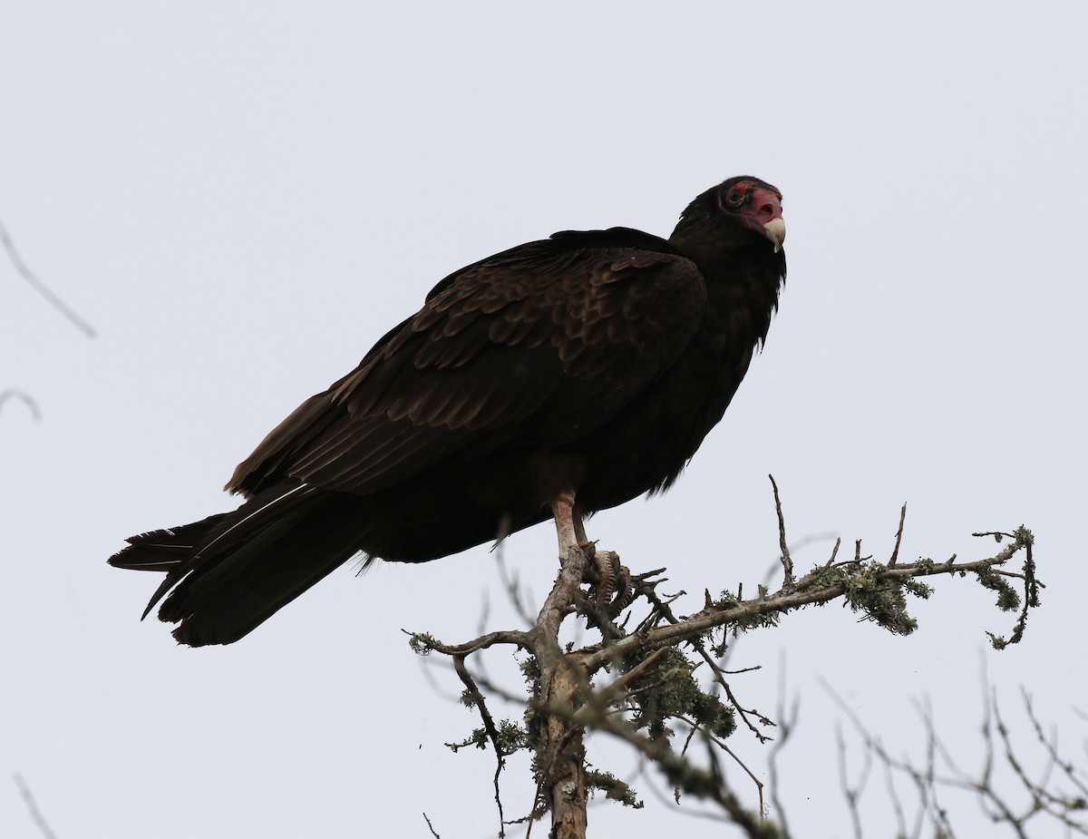 Turkey Vulture - ML618842191