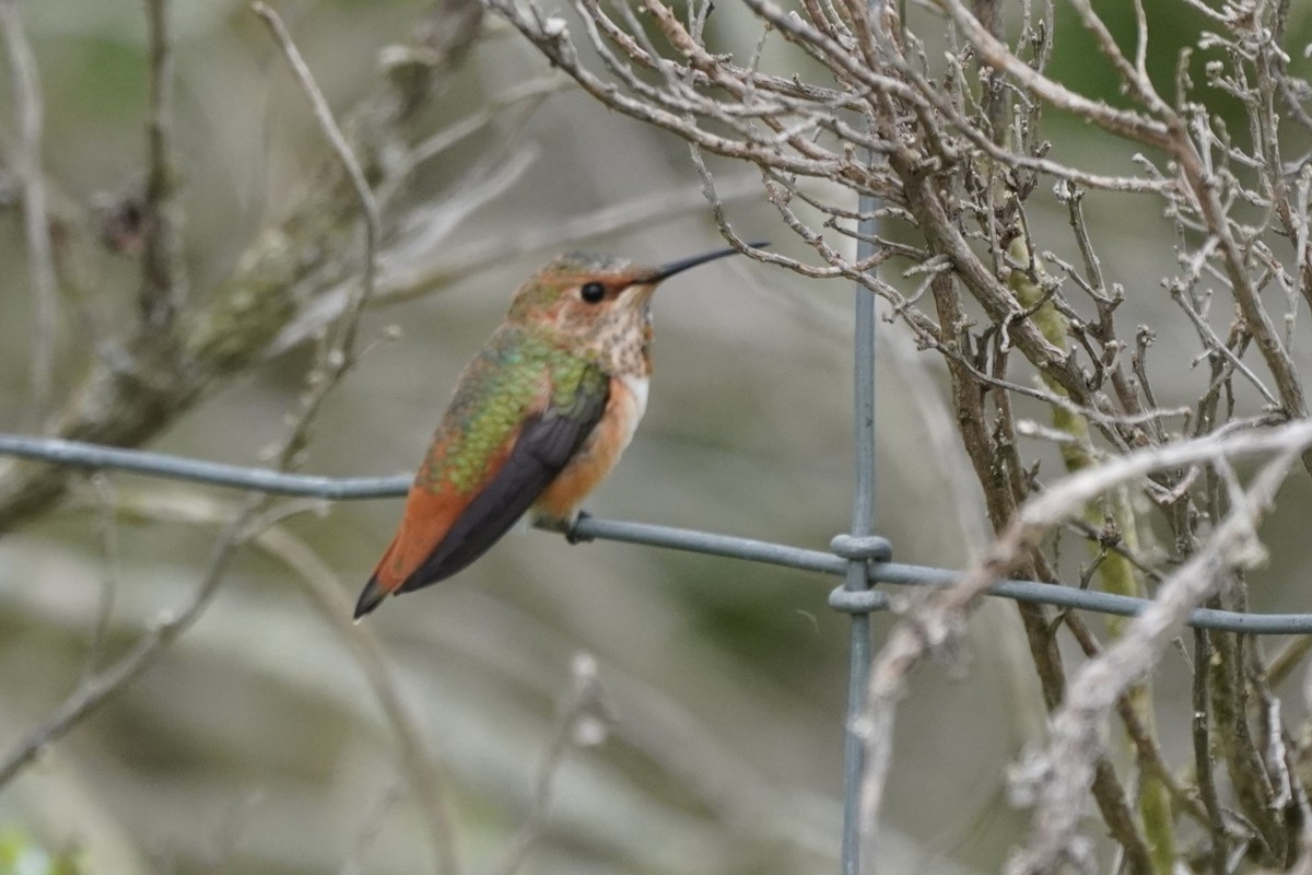 Allen's Hummingbird - Dawn Hovey