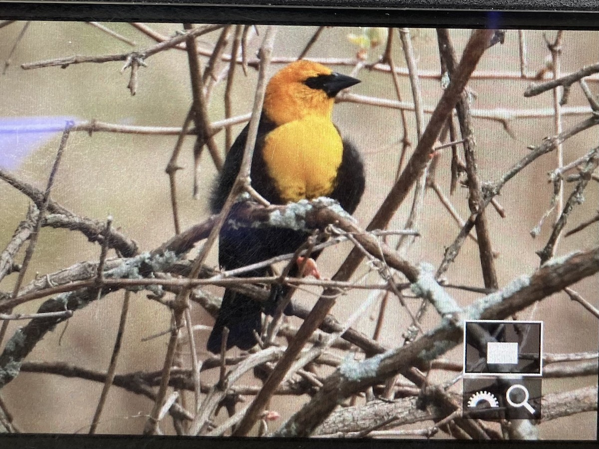 Yellow-headed Blackbird - ML618842259