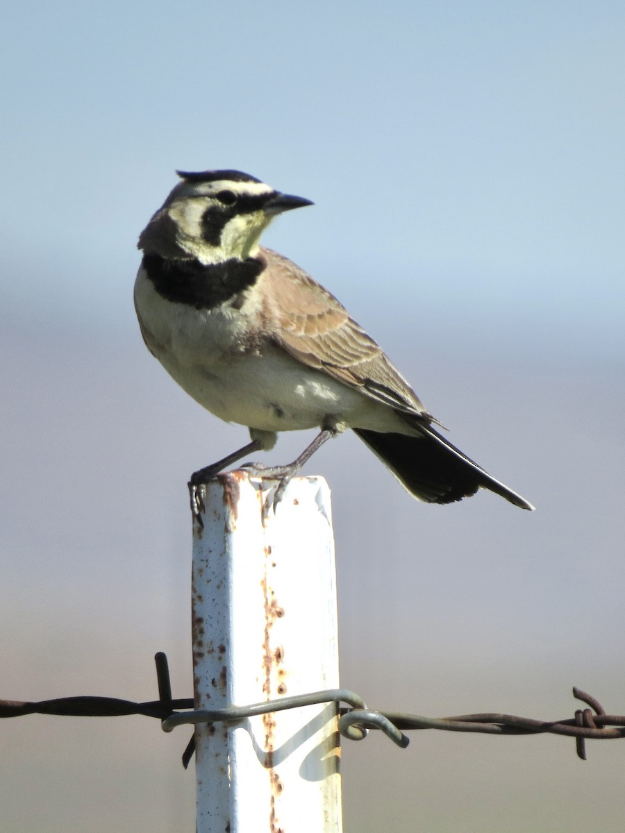 Horned Lark - Peter Lacey