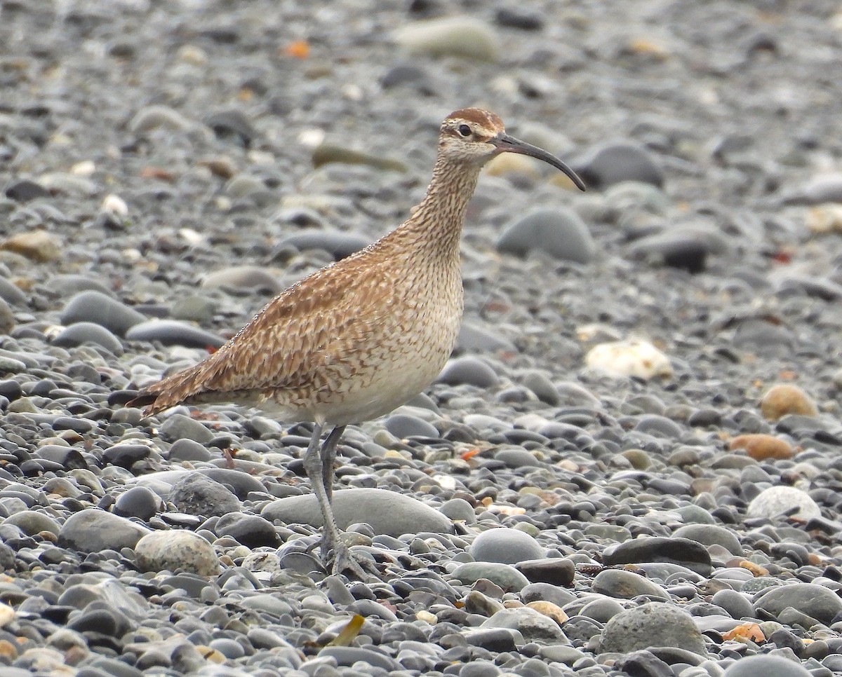 Whimbrel - Ted Floyd