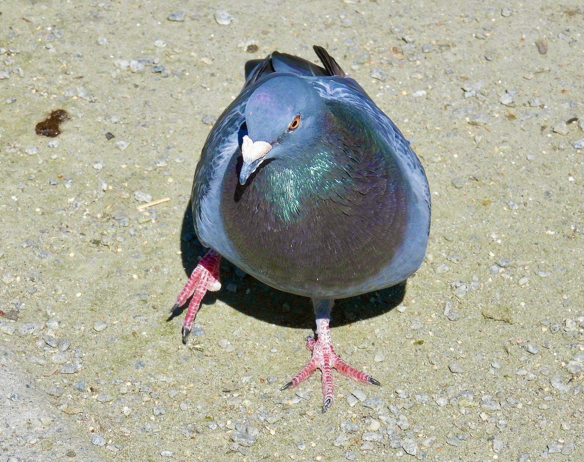 Rock Pigeon (Feral Pigeon) - Ted Goshulak