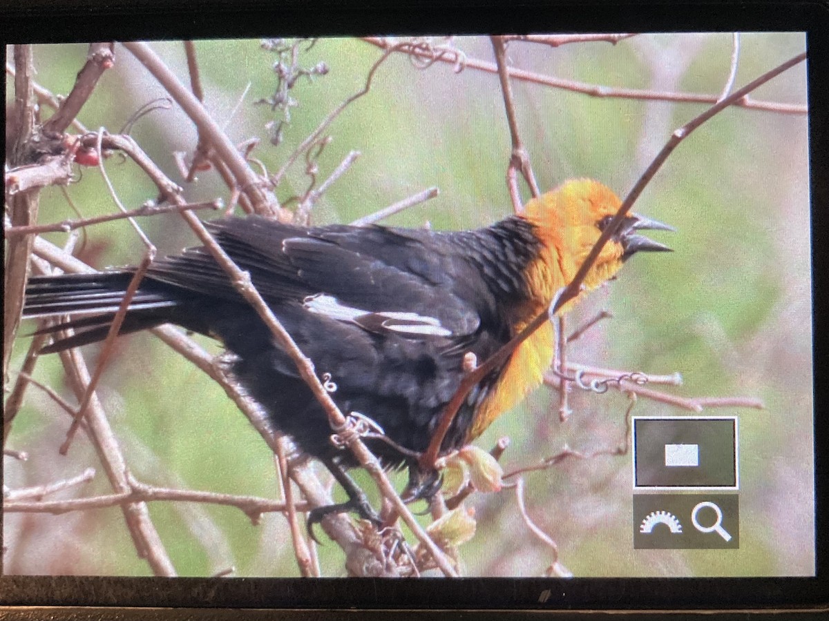 Yellow-headed Blackbird - ML618842279