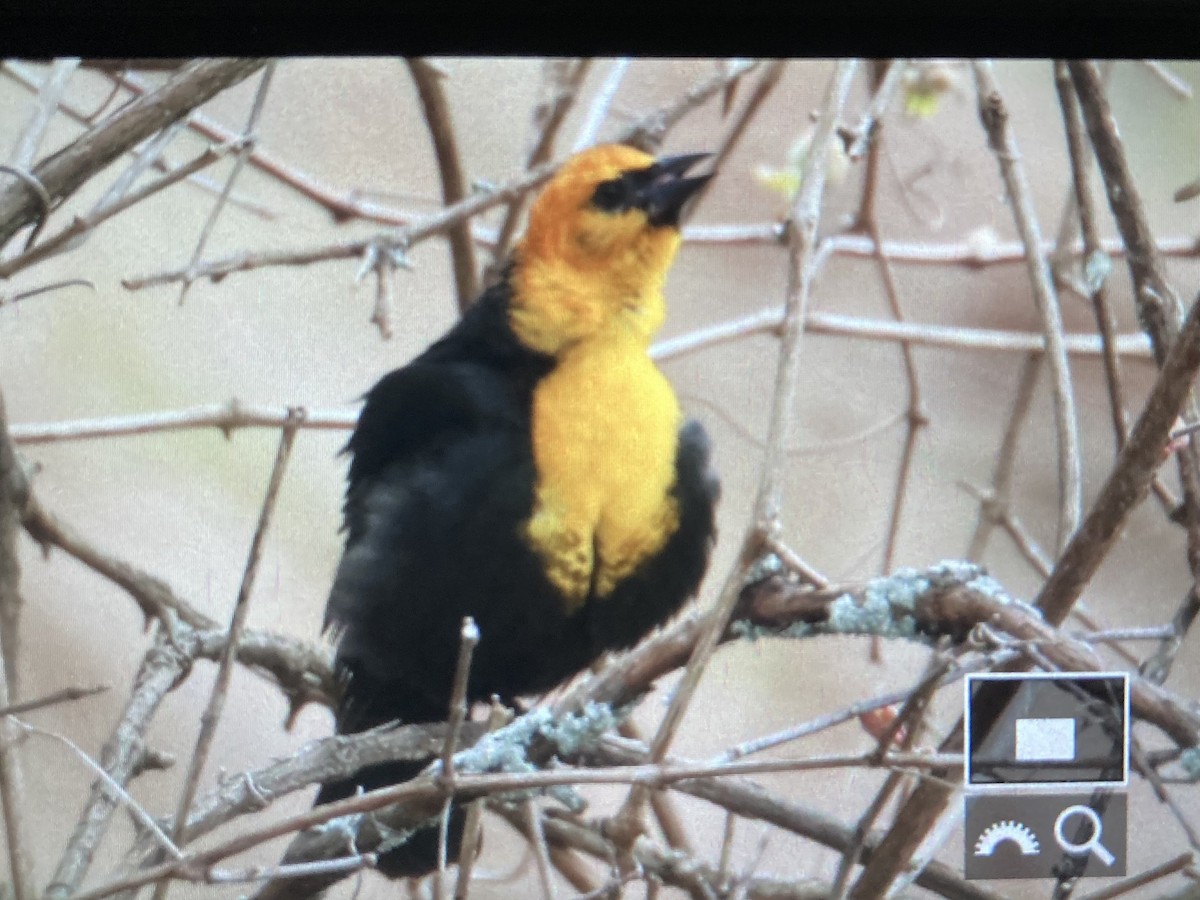 Yellow-headed Blackbird - ML618842280