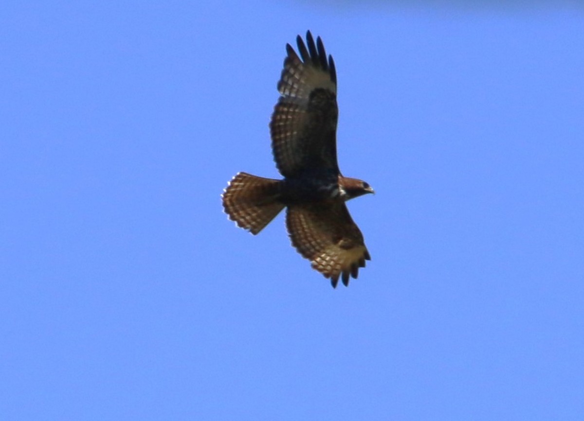 Red-tailed Hawk - ML618842292