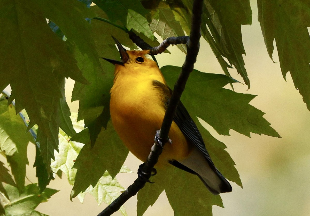 Prothonotary Warbler - Kees de Mooy