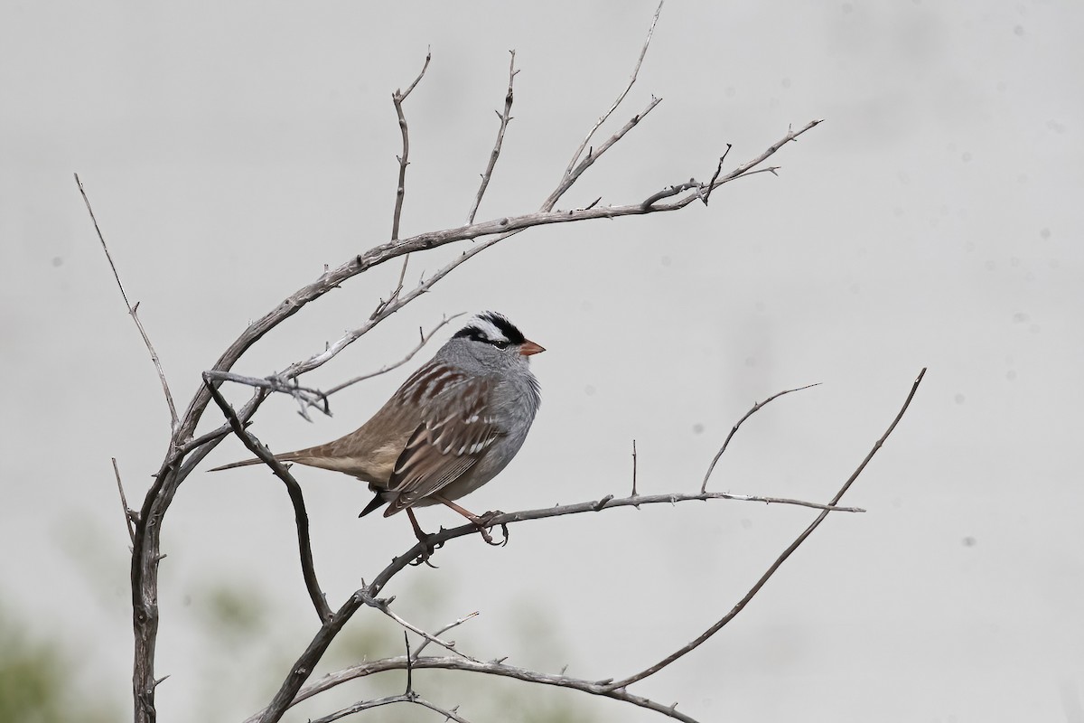 White-crowned Sparrow - ML618842300