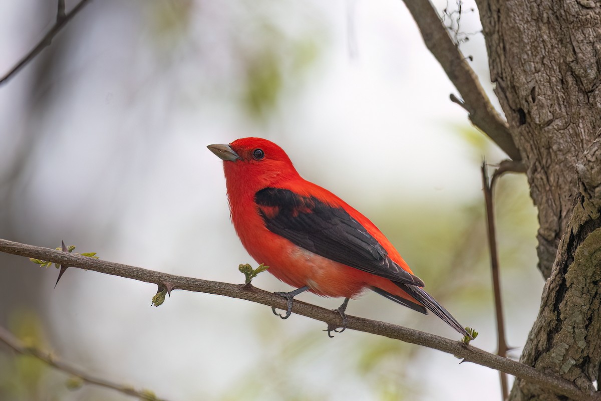 Scarlet Tanager - ML618842319