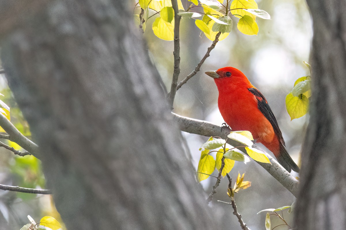 Scarlet Tanager - ML618842320
