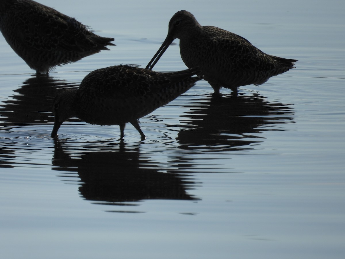Long-billed Dowitcher - ML618842342
