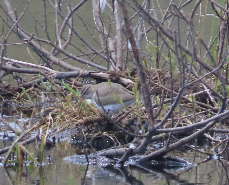 Spotted Sandpiper - Betsy B.