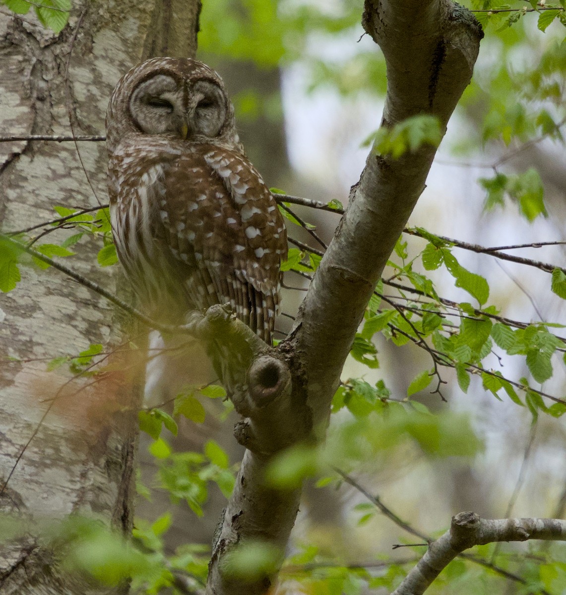 Barred Owl - Alan Desbonnet