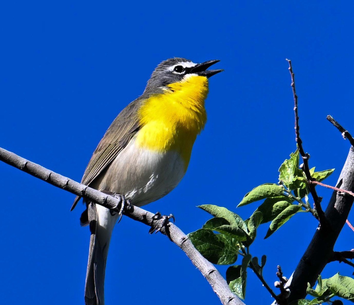Yellow-breasted Chat - ML618842365