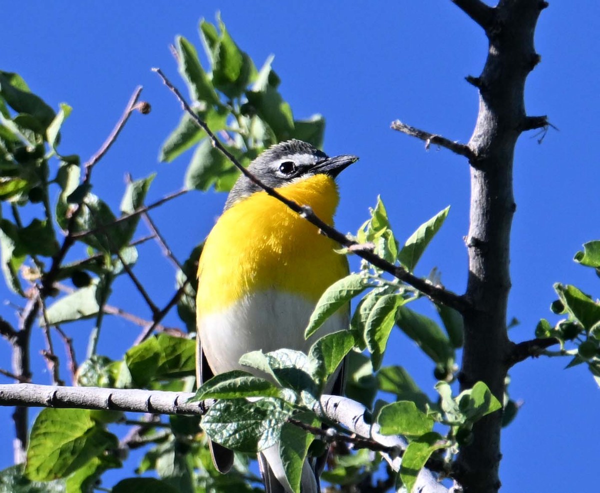 Yellow-breasted Chat - ML618842394