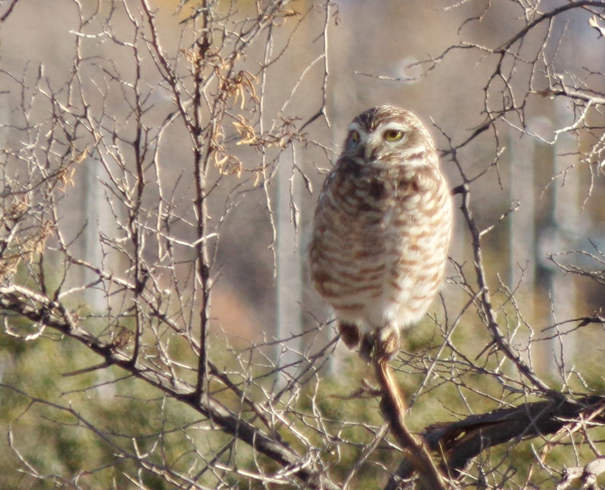 Burrowing Owl - ML618842395