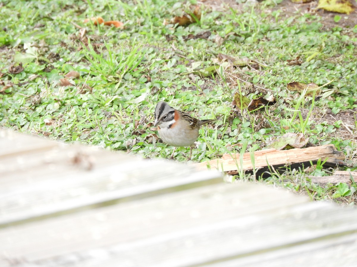 Rufous-collared Sparrow - ML618842404