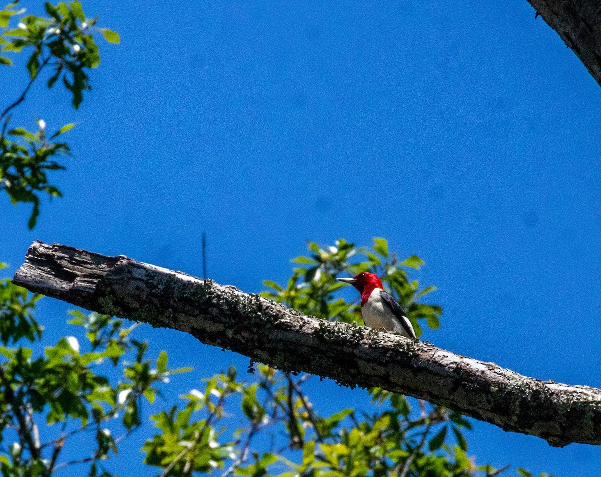 Red-headed Woodpecker - ML618842418