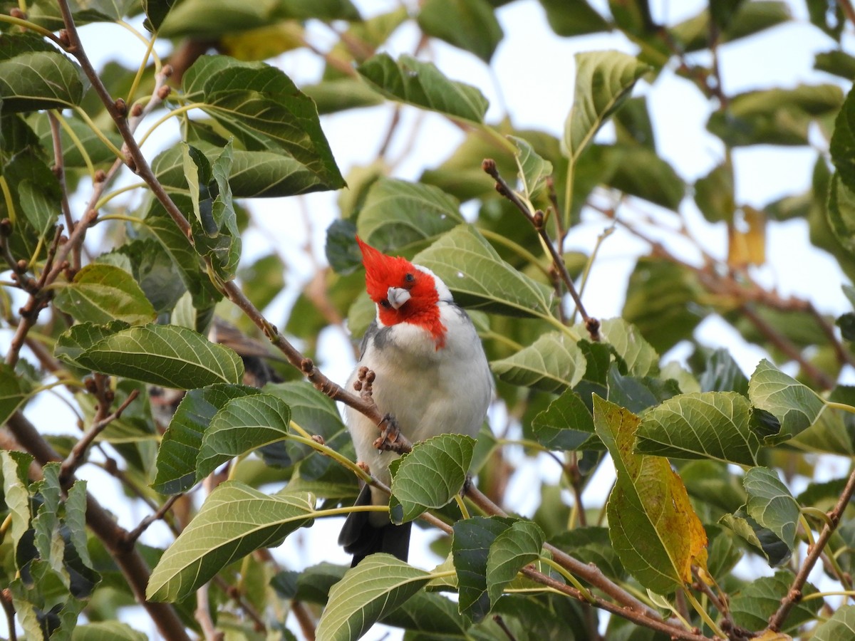 Red-crested Cardinal - ML618842419