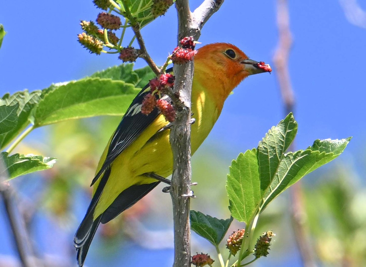 Western Tanager - ML618842441