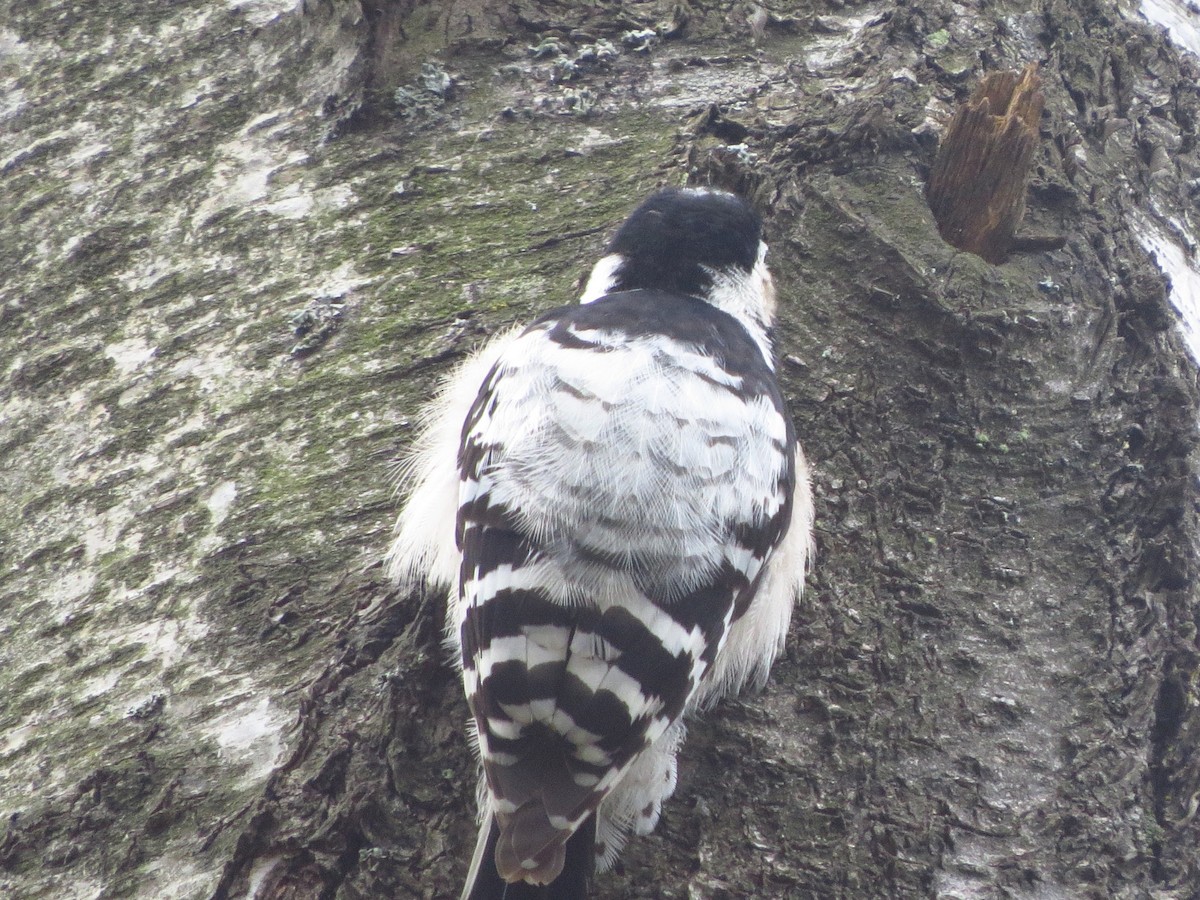 Lesser Spotted Woodpecker - ML618842487