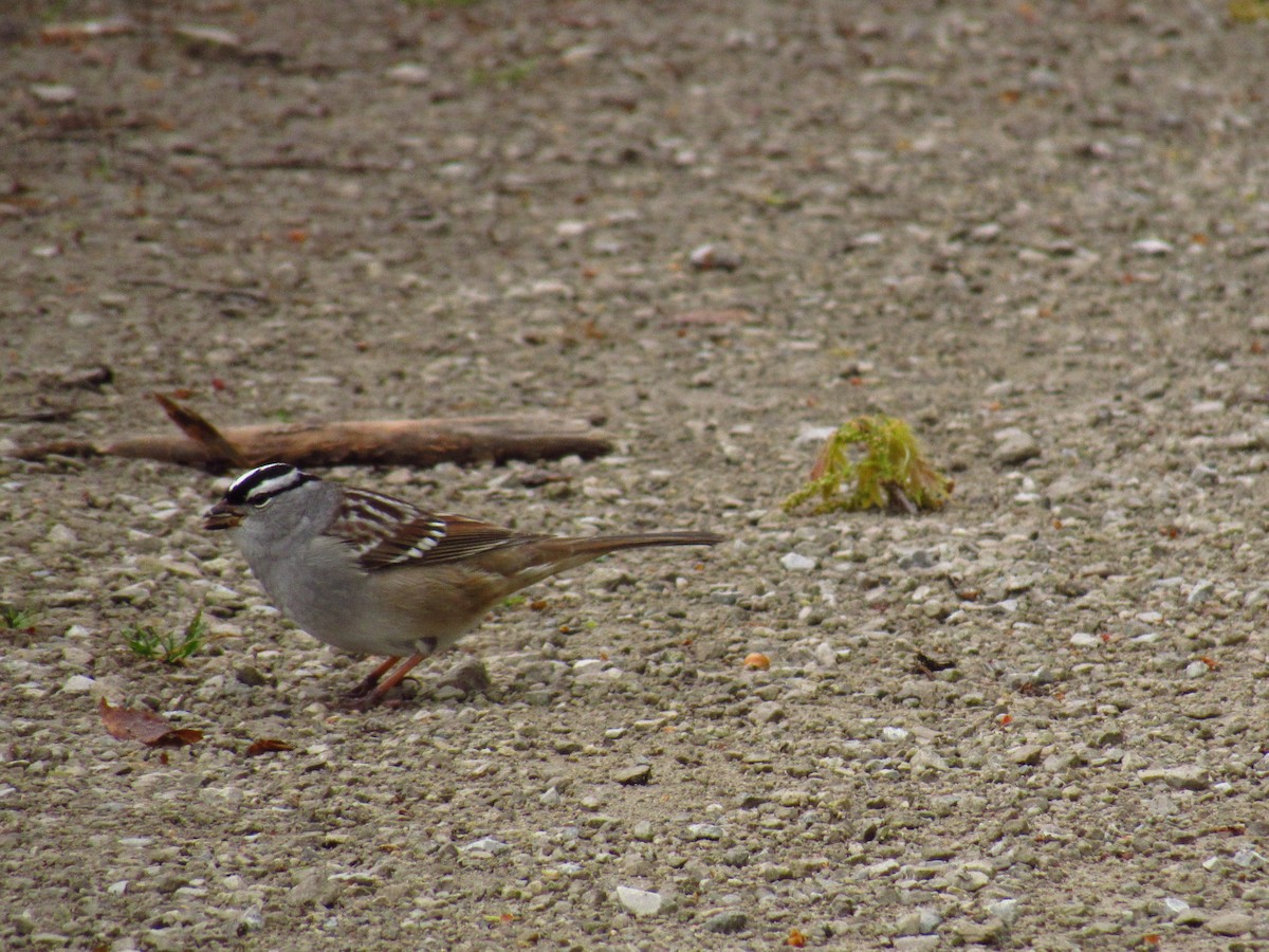 White-crowned Sparrow - Alyssa Gruda