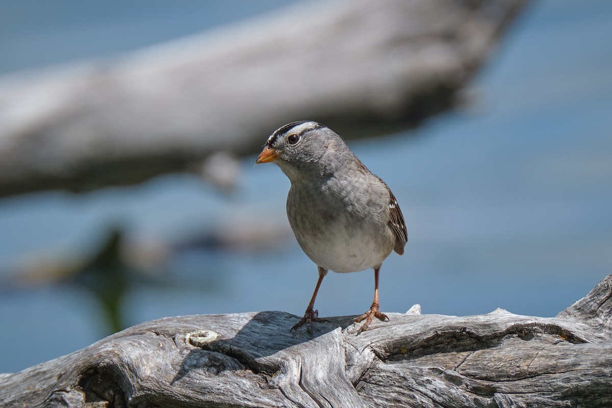 White-crowned Sparrow - Guillaume Stordeur
