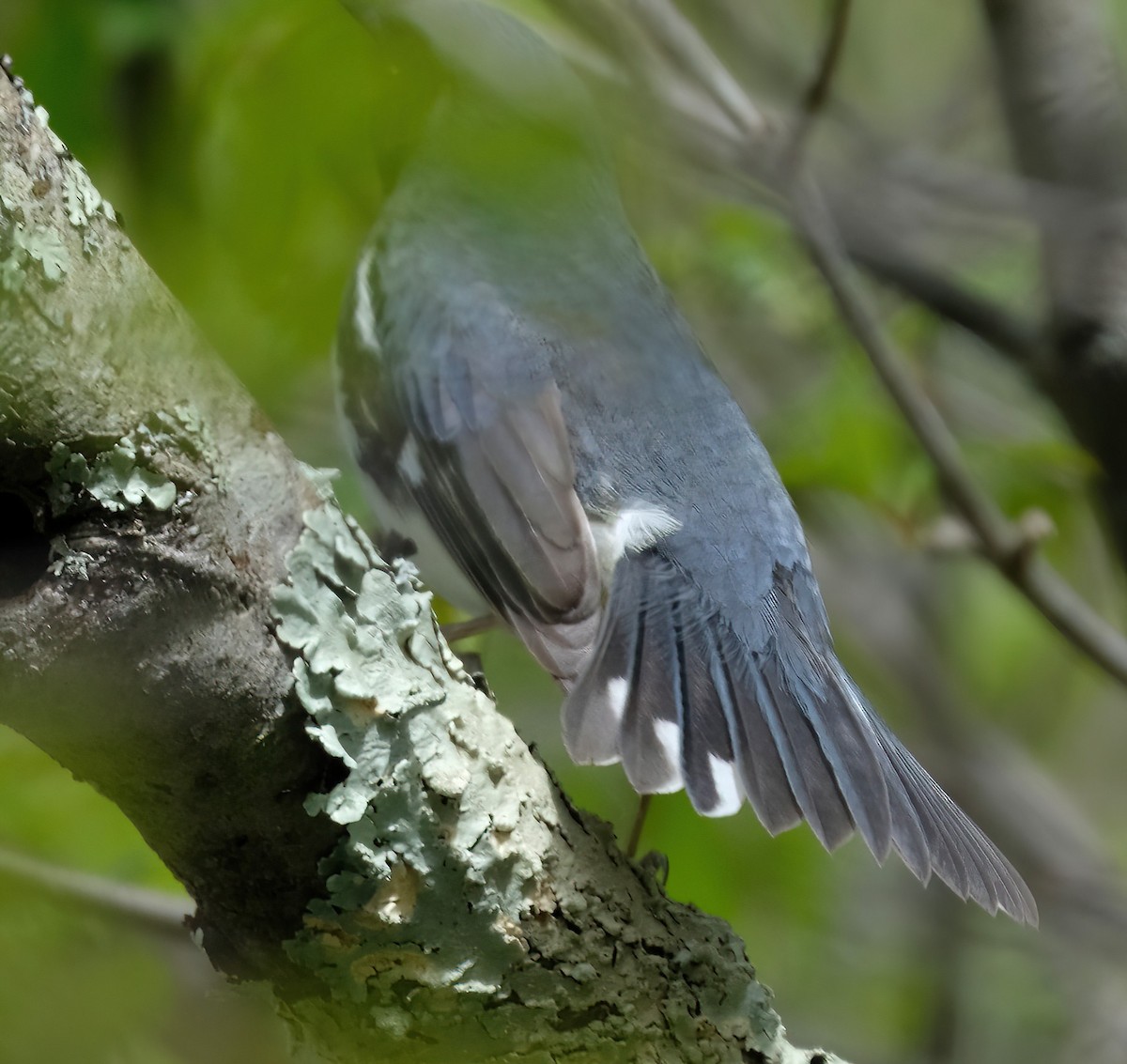 Black-throated Blue Warbler - Cindy Gimbert