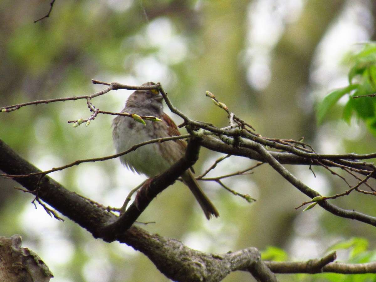 White-throated Sparrow - Alyssa Gruda