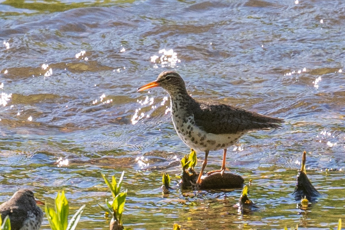 Spotted Sandpiper - Barry Marsh