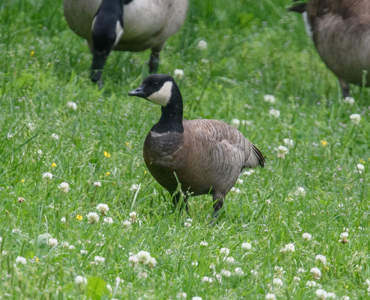 Cackling Goose (minima) - ML618842581