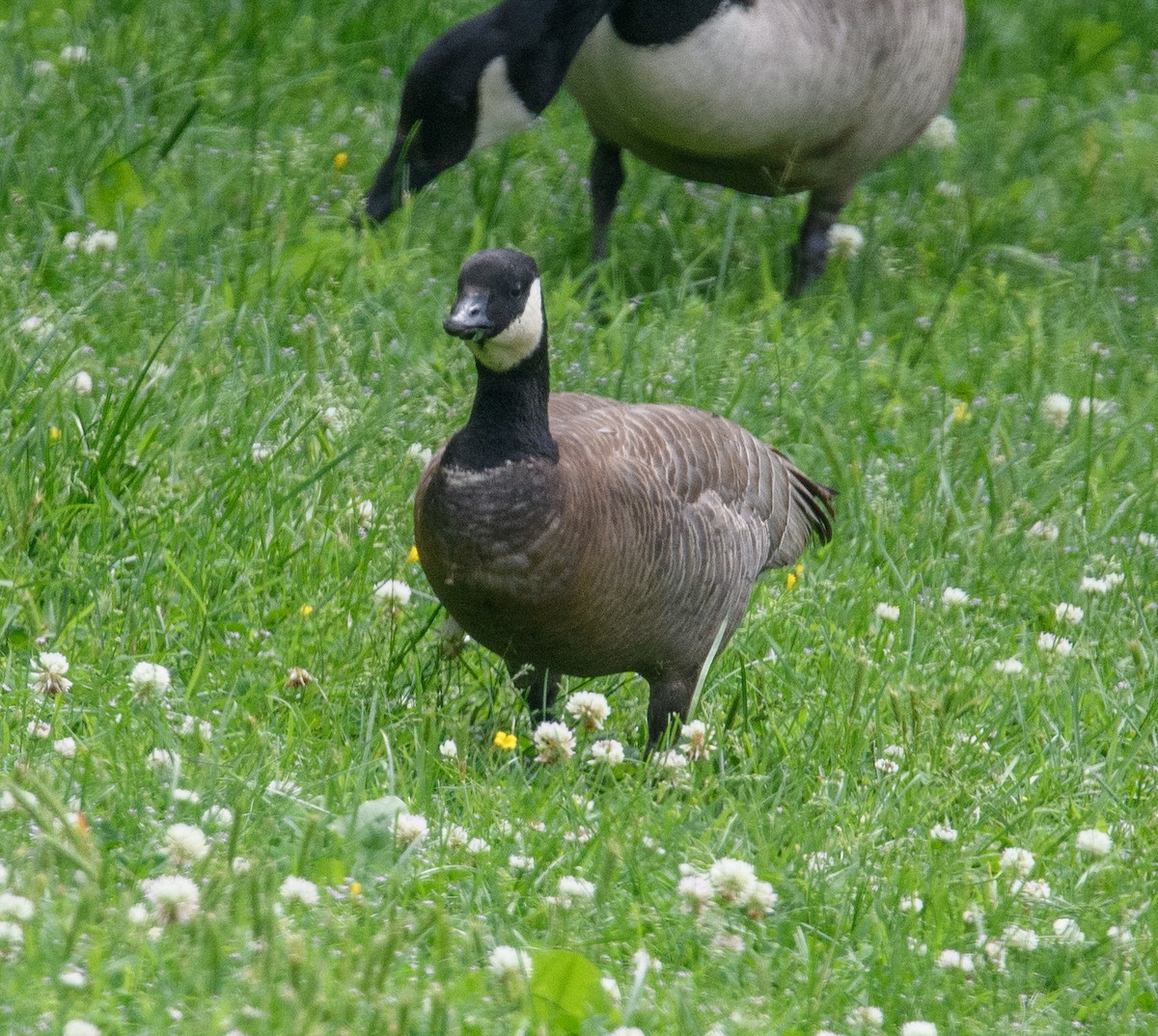 Cackling Goose (minima) - ML618842582