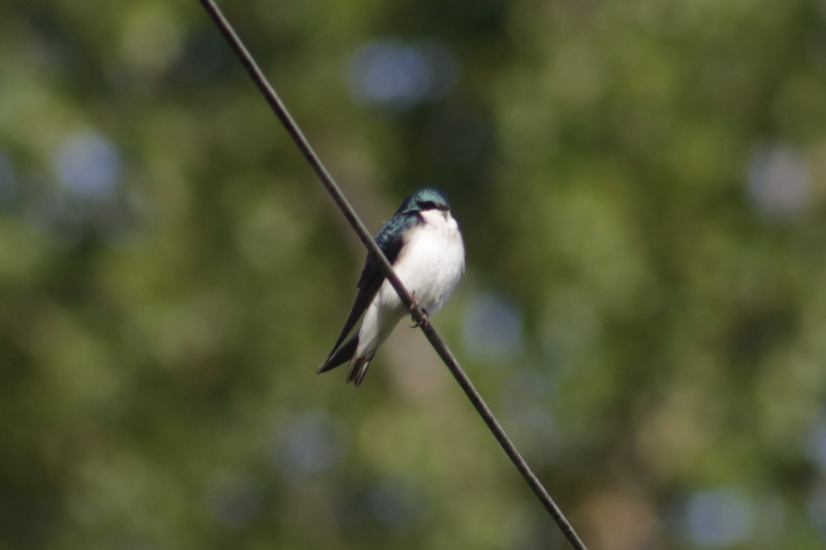Tree Swallow - Bentley Colwill