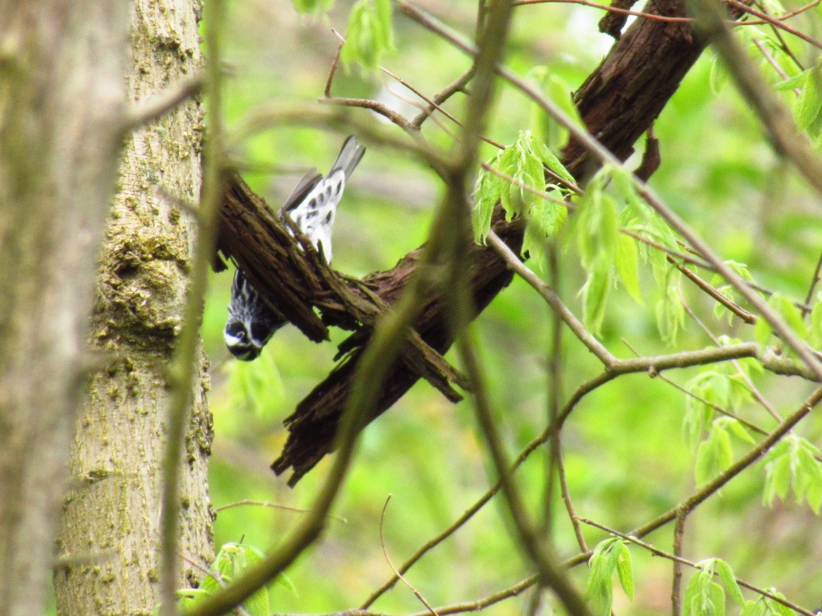 Black-and-white Warbler - ML618842590