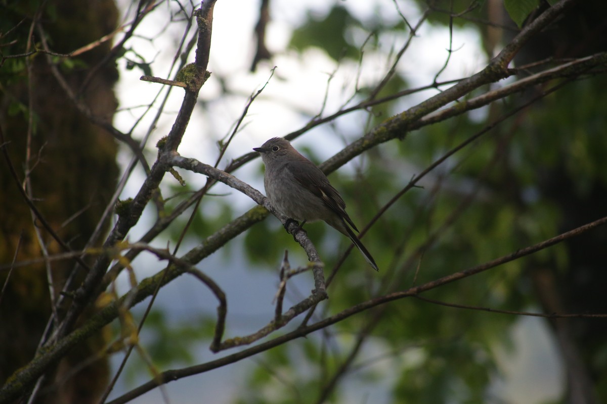 Townsend's Solitaire - ML618842600