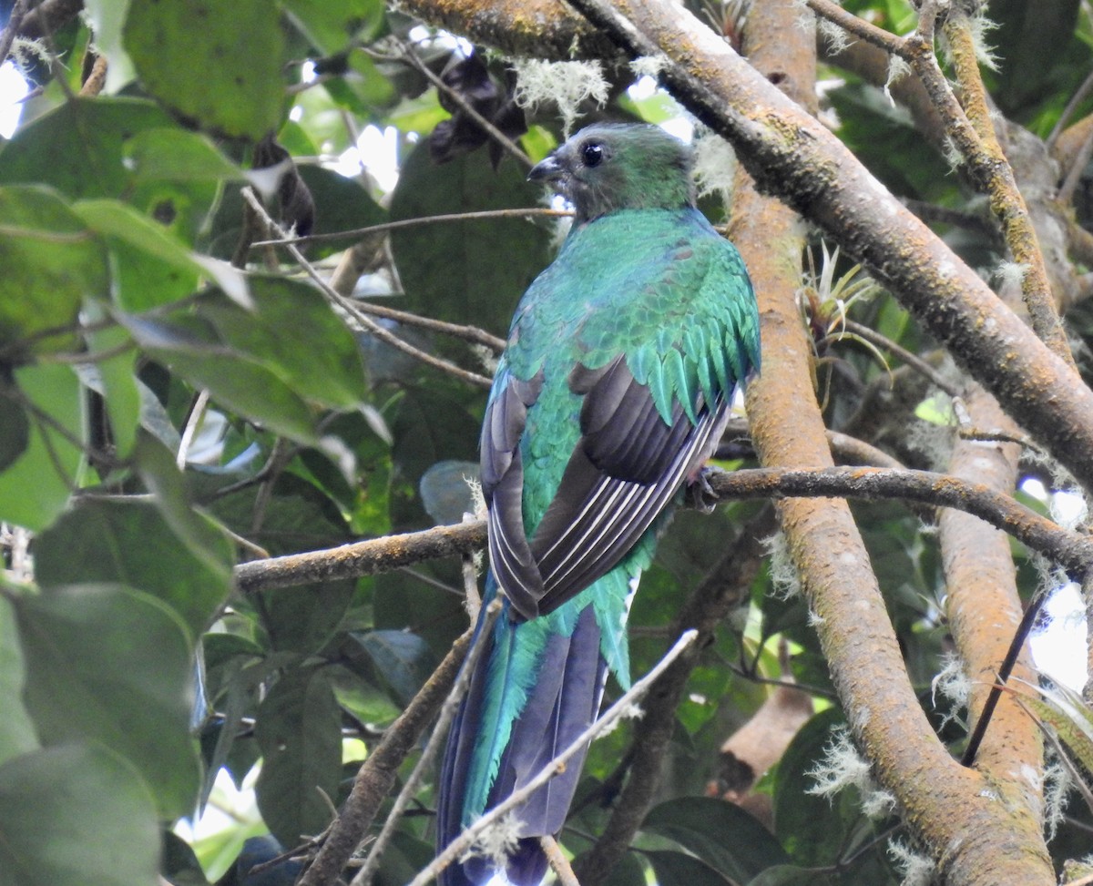Quetzal Guatemalteco - ML618842607