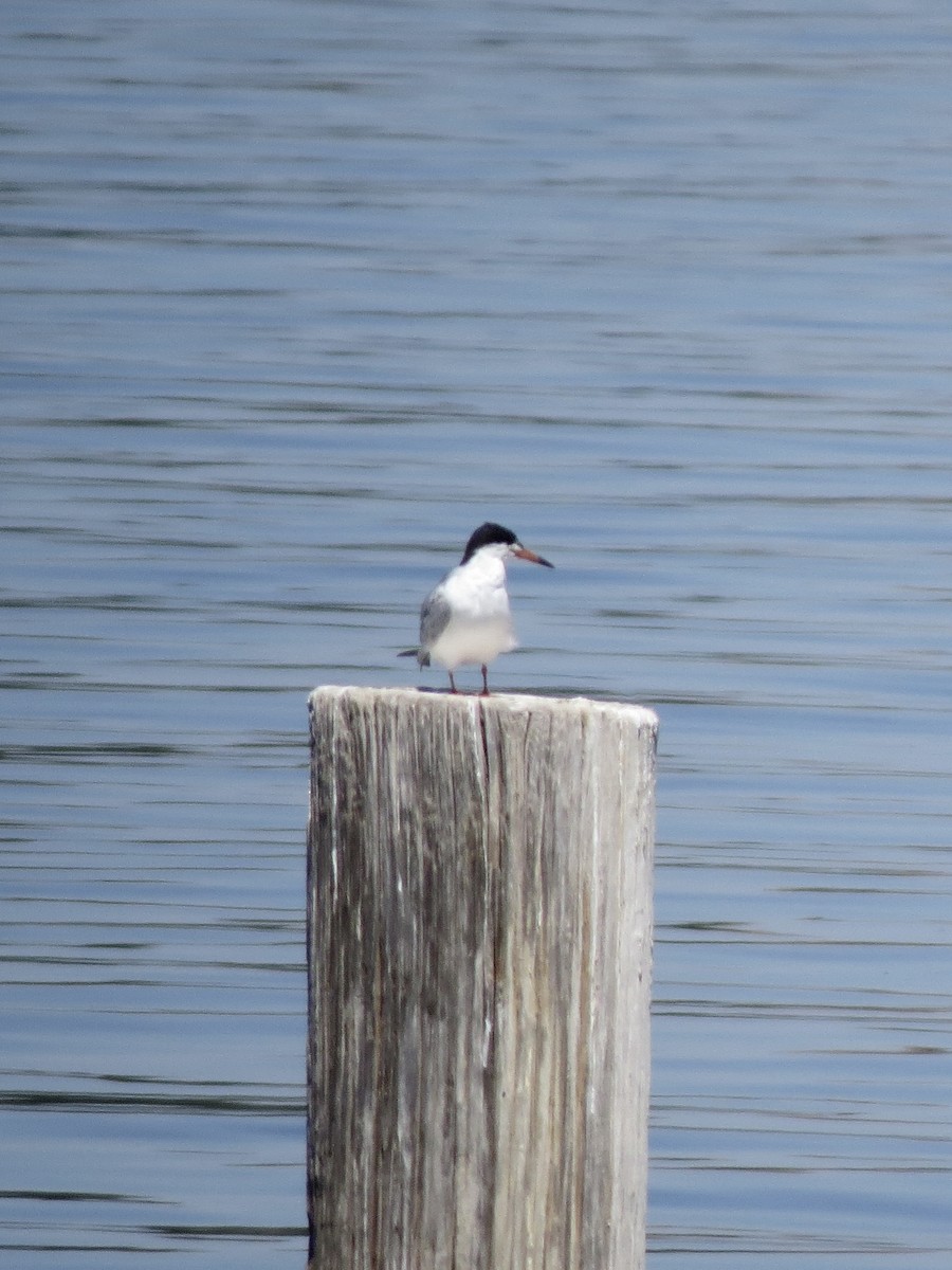 Forster's Tern - Peter Lacey