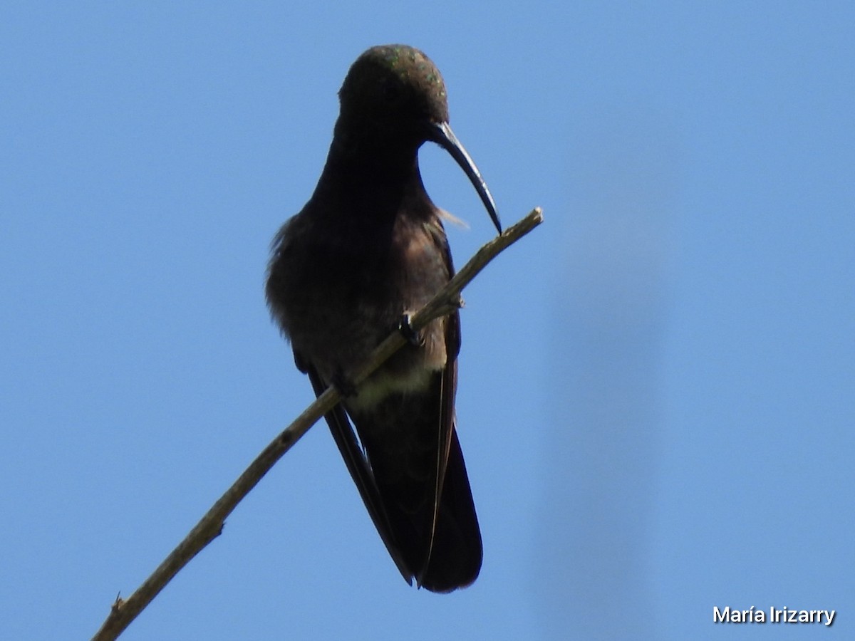 kolibřík tmavoprsý - ML618842688